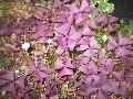 Purple Shamrock / Oxalis purpurea 